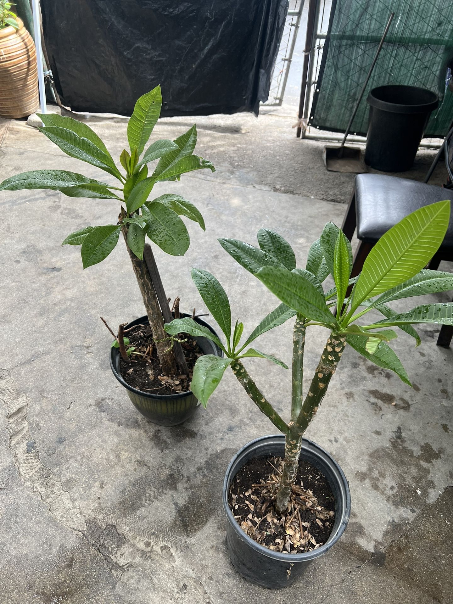 Plants