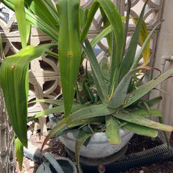 Large Potted Plant