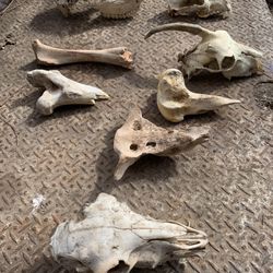 Unique Collection of Real Animal Bone & Skull - Natural Oddities Lot