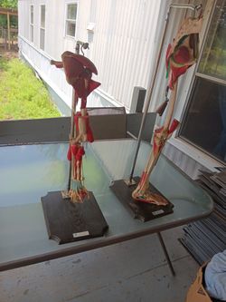 Authentic Anantomical Reproduction Arm And Leg
