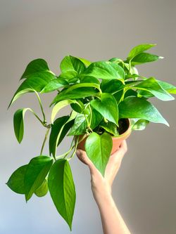 Lush Golden Pothos Plant (5" Pot & Matching Saucer) – Vibrant & Healthy