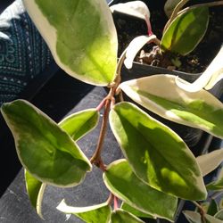 Hoya Planta O Flor De Seda