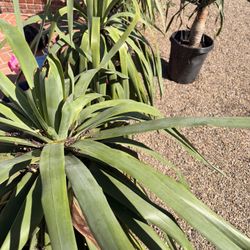 Draceana Draco 15 Gal 