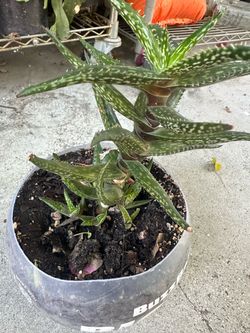 Aloe de colección en miniatura