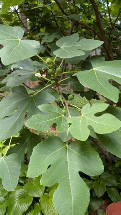 Fig Trees - figs are out!
