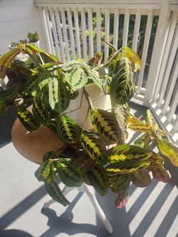 Maranta