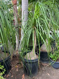 Ponytail Palm / Elephant foot