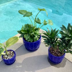 3 Healthy Plants In New Ceramic Pots - $85 For All Three