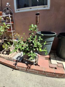 3 FT MEYER LEMON TREE