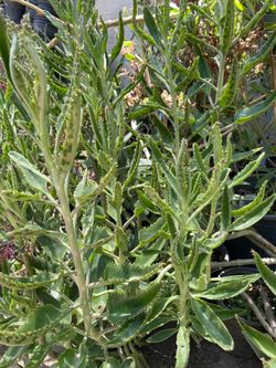 Bonitas Plantas Naturales de Calanchoes a buen Presio