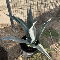 Agave Plants