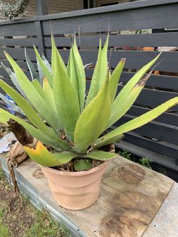 Agave plant