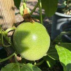 Purple Passion Fruit Climbing Plant With Fruits And A Lot Of Flowers, Oía Large Plant In 5 Gallóns Pot Pick Up Only
