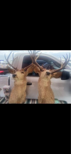 2-real deer heads