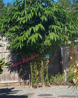 Dwarf Buddha Belly bamboo Live Clumping bamboo