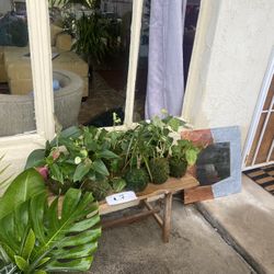 PLANT and Yard Sale!! 