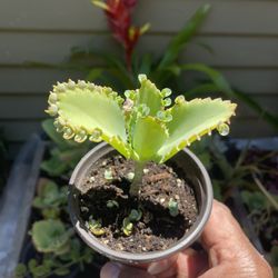 Kalanchoe daigremontiana, Mother of Thousands or Alligator Plant. 