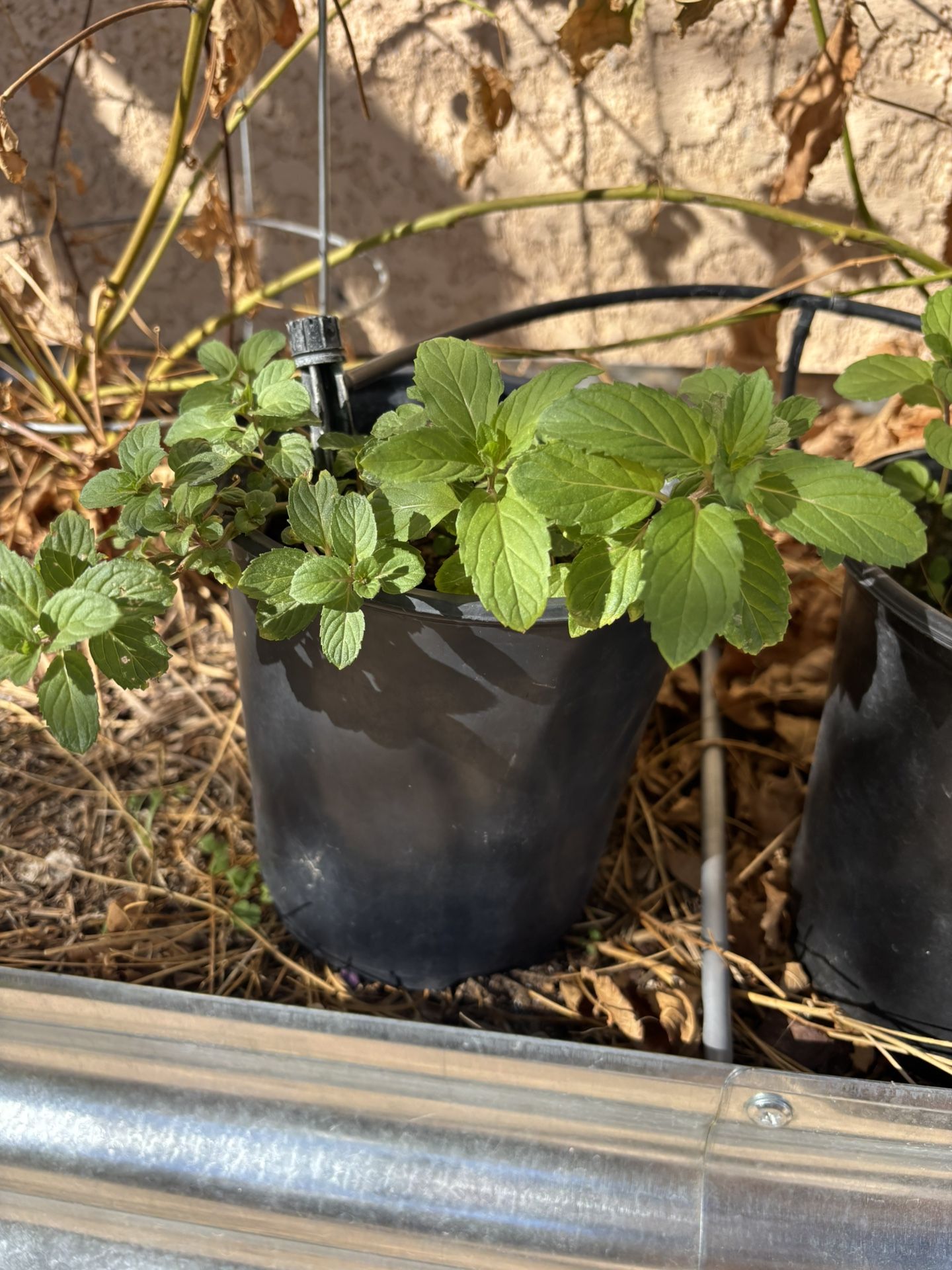 native American Mint Plant Tea Fast Grower Hardy