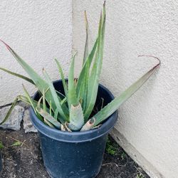 Large Alevera Plant