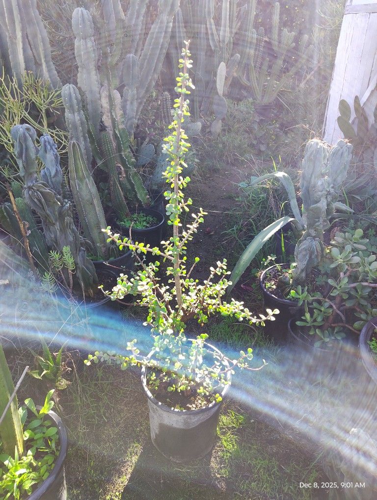 Elephant Bush Succulent Plant