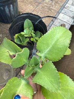 Free plants ‘mother of thousands’