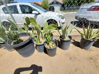 Aloe Vera, Nopal Cactus 🌵, Agave Plants 🪴