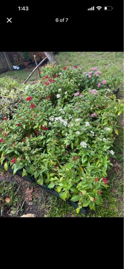 Pentas (Egyptian Star Cluster) – White, Red & Pink