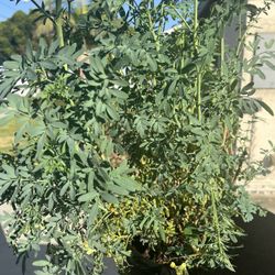 Ruda Plant Size 40”-45 Inch 