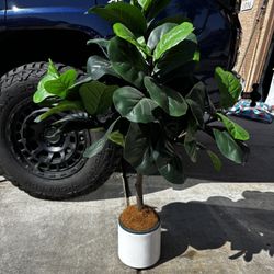 Artificial Plant 