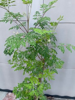 Live Moringa Tree Plant