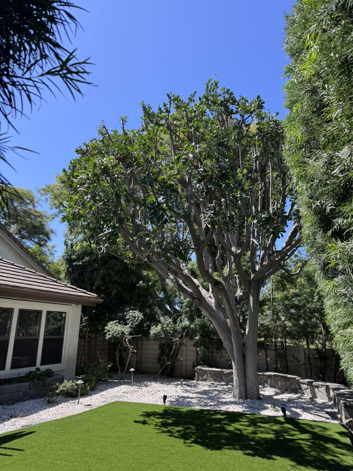 Tree 🌳 Trimming Hedge Trimming