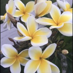 Celandine Plumeria