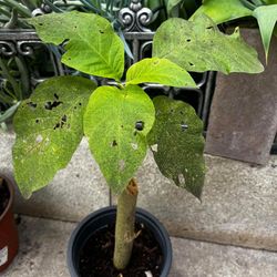 Angel Trumpet Plants 