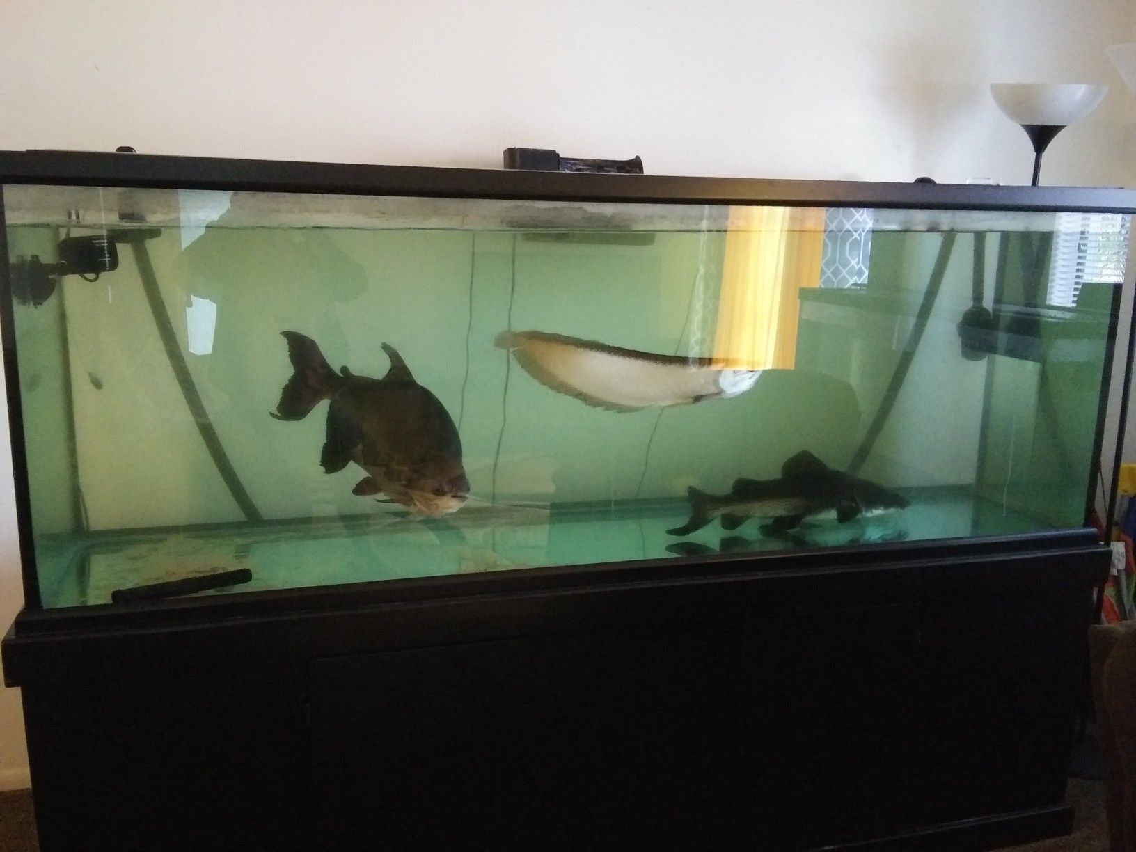 Like new 265 gallon fish tank