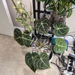 Anthurium Clarinervium