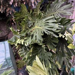 GIANT Monstera Deliciosa Cutting 