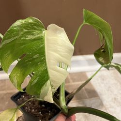 Variegated Monstera Albo Two Leaf Plant Cutting With Half Moon Leaf ( Description Below)