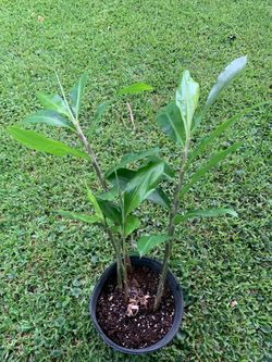 Ginger plant