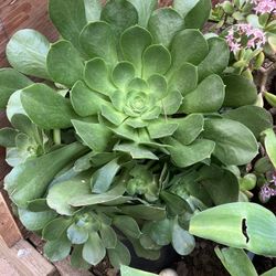 Succulents In 5 Gallon Pots $10 Each 