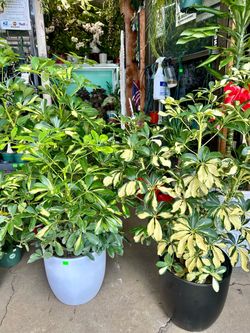 Variegated Schefflera Potted Plant cây ngũ gia bì vàng và trắng