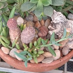 Beautiful Arrangement Plants.