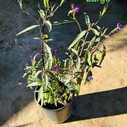 Mexican Purple Petunia Plant