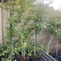 Obeliscos Rojos Grandes Cada Uno 