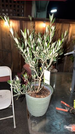 Olive trees