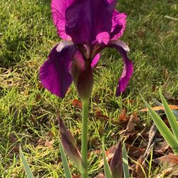 Beautiful Iris Plants 2 For $5