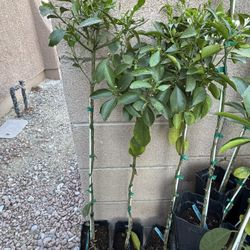 Calamondin or Calamansi Tree