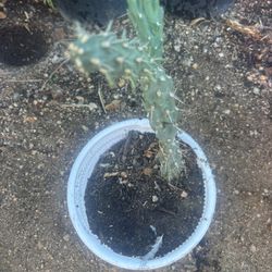 Cactus 