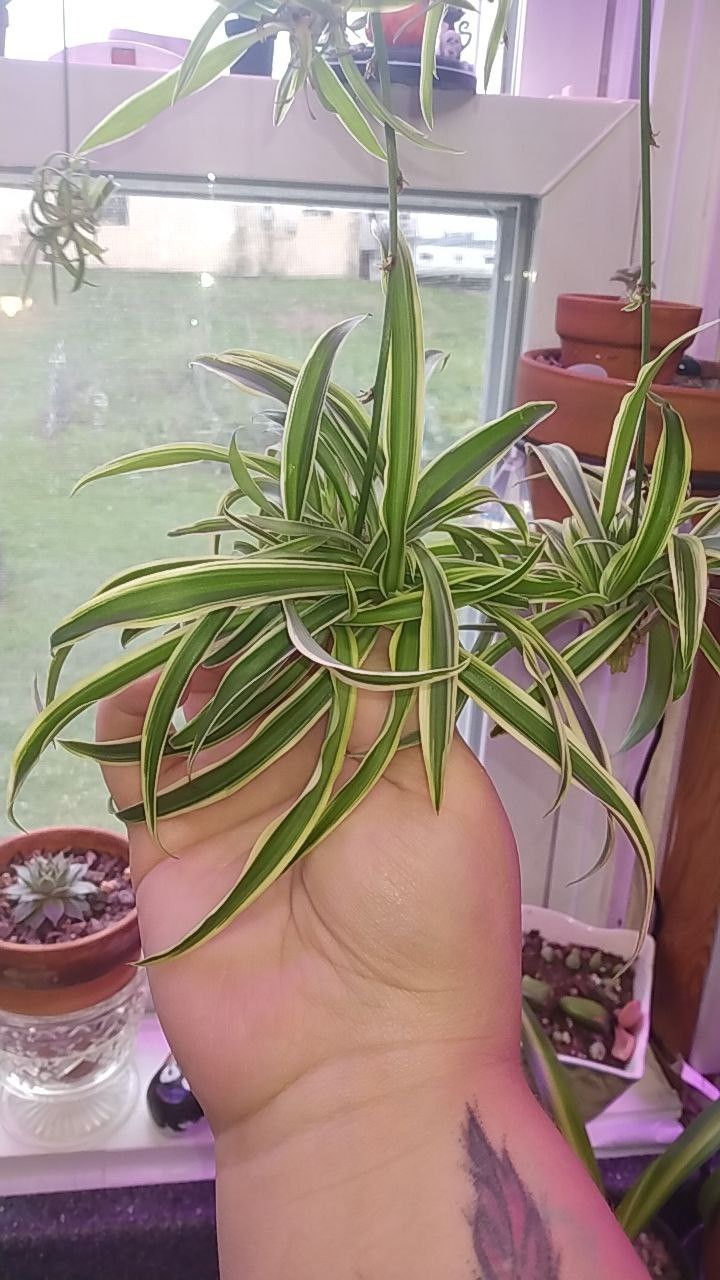 Spider Plant