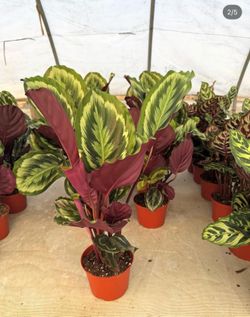 Calathea Medallion - 6inch