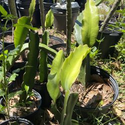 Dragonfruit Plants 